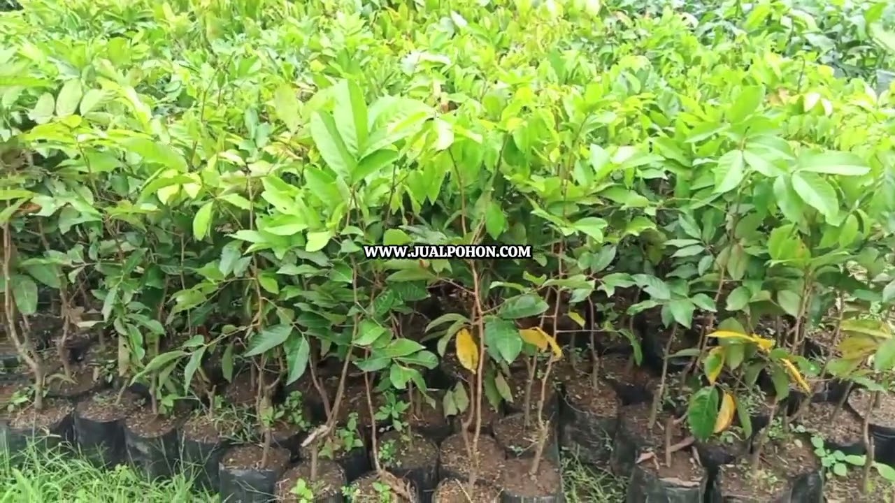 Jual Pohon Rambutan Binjai Cepat Berbuah
