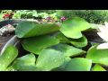 Flymall Bull Frog with lilly