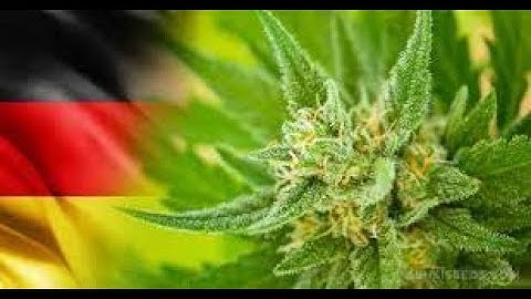 Đức chuẩn bị cho hợp pháp hoá cần sa dùng cho mục đích giải trí