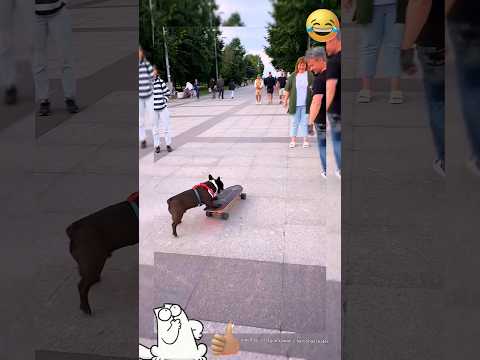 Угон века😃#юмор#смешно#funny#прикол#приколы#смех#угар#вор#собака#пес#скейты#мем#смешноевидео#ржака