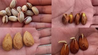 Growing pistachio and almond trees from their seeds, the most complete video, with 100% success