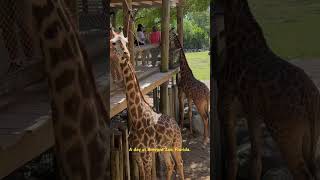 A day at Brevard Zoo, Florida #relaxingmusic #nature #love #zoo A day at Brevard Zoo, Florida #relaxingmusic #nature #love #zoo