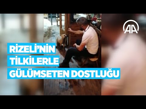 ❝Kimden izin aldınız da buraya çıktınız?❞ I Rizeli esnafın tilkilerle dostluğu gülümsetti