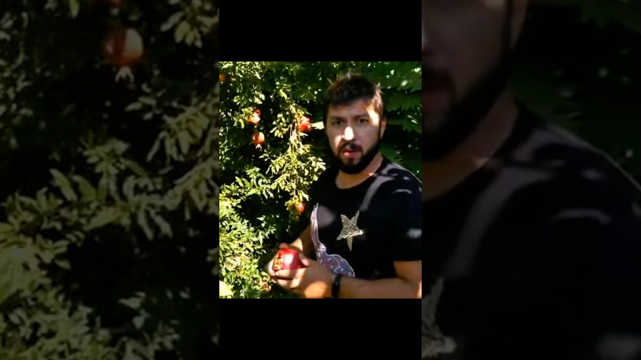 NAR sezon…Сезон гранат начался…