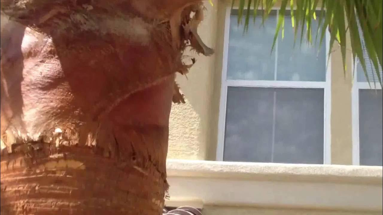 Peeling or skinning Mexican palm trees YouTube