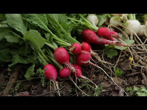 Video: Groene Radijs (27 Foto's): Waarom Heet Het Zo? Hoe Zaden Planten? Rassen. Hoe Kan Ik Het Buiten Kweken En Bewaren?