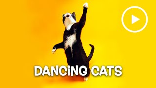 ► DANCING CATS – Compilation January 2016