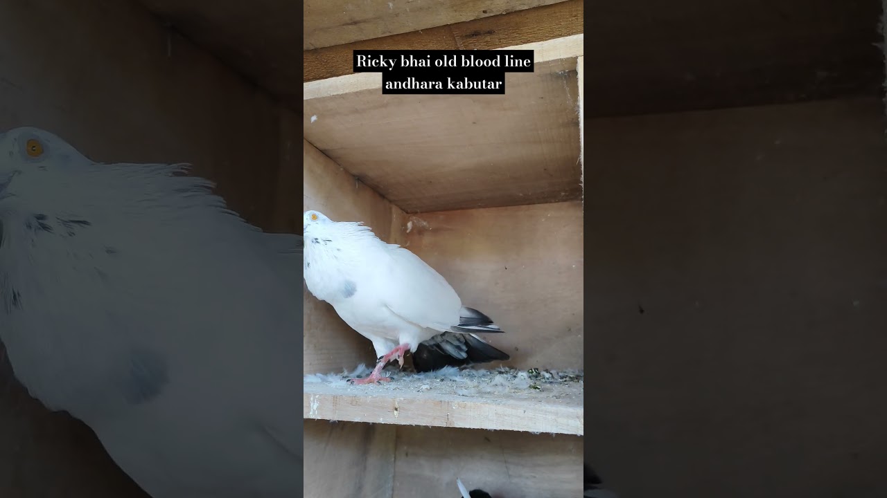 Top quality andhara kabutar // Ricky bhai