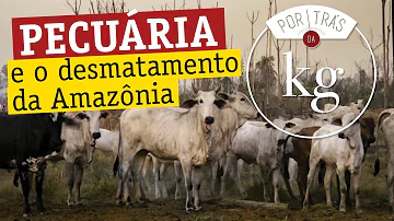 Qual a relação da agricultura e a devastação da floresta amazônica?