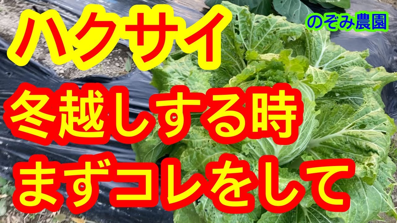 ハクサイの育て方 冬 | ハクサイ の 栽培 : ハクサイ（白菜）｜基本の育て方と本格的な栽培のコツ – BRPXGM