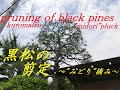 #8 黒松のお手入れ　～ミドリ摘み～  pruning of black pines ~"midori" pluck~