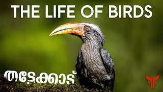 Thattekkad Bird Sanctuary | Salim Ali Bird Sanctuary | Kerala