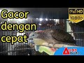 9 cara mudah membuat burung perkutut gacor