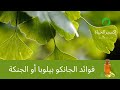 Ginkgo Bilbao فوائد الجنكو بيلوبا أو الجنكة لصحة القلب والدماغ 