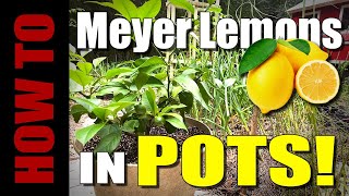 How to Plant & Grow Meyer Lemons in Pots!