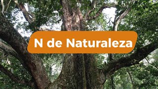 N de Naturaleza