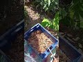 🐝🌍Gracias a ellas hay mas frutas y cosechas por eso les tengo tanto amor #campo# abejas# viral