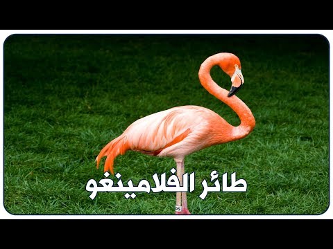 لماذا يعد طائر الفلامينغو هو الأغرب في سلالة الطيور