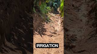 Benefits of using earthen channels in irrigation.