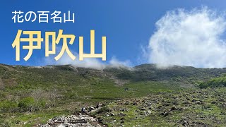 日帰り春登山 花の百名山 伊吹山 Youtube