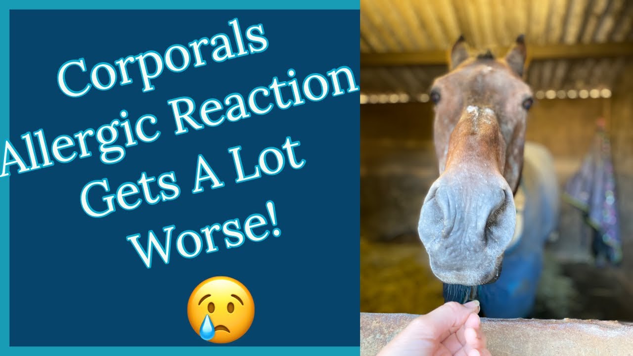 HORSE GETS ALLERGIC REACTION Corporal gets worse! Equestrian Vlog