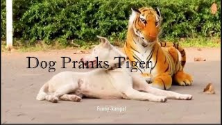 Dod Pranks Tiger And Cat