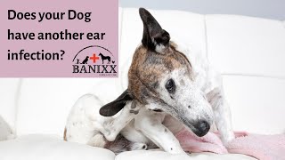 Dog Ear Infection Treatment