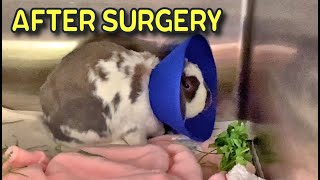 Bunny waking up from surgery