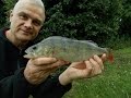 Canal perch fishing  stewart bloors blog entry 678