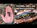 Searching for RARE Salamanders! - Marbleds, Tigers, and More!