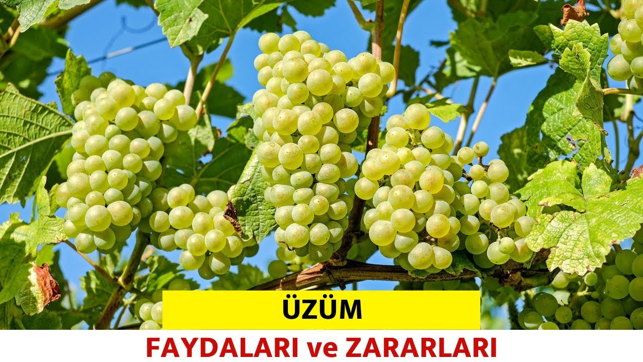 Üzümün Faydaları Neler? Üzüm Neye iyi Gelir? – Pratik Yemek Tariflerim