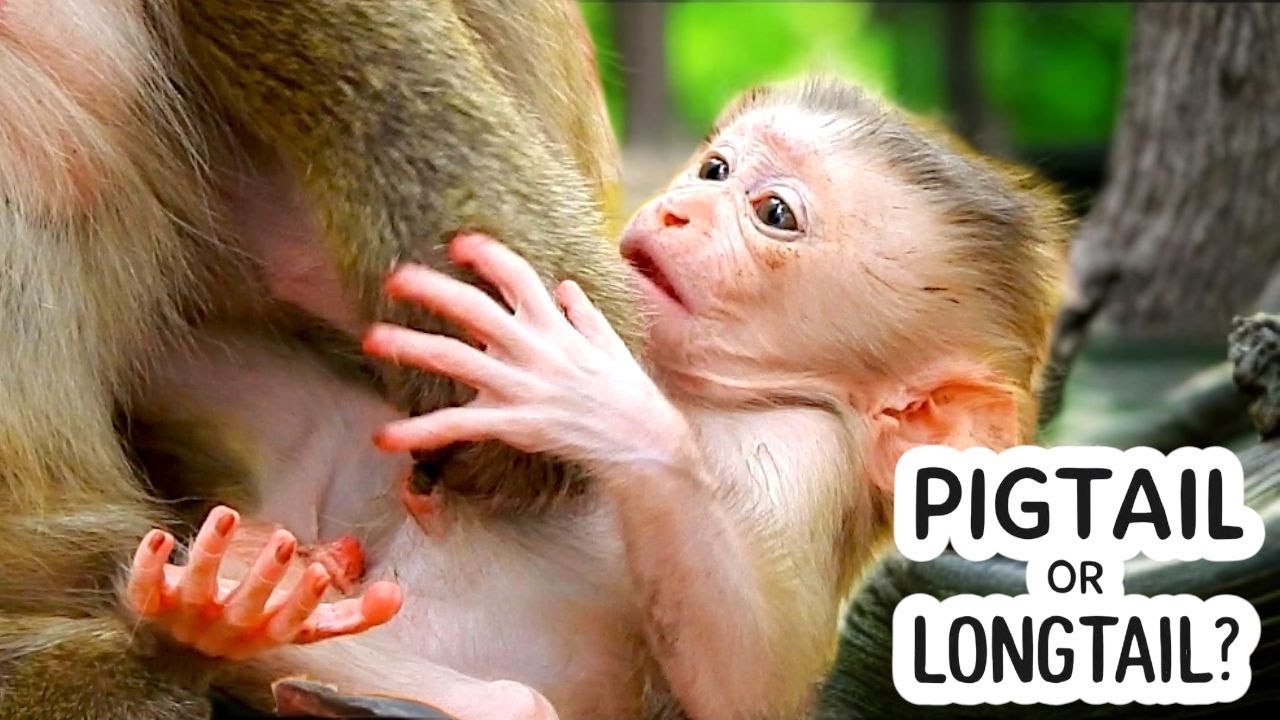 Hybrid Mom BRIANNA Gives Birth! Healthy Newborn Baby Monkey — Pigtail or Longtail?