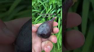 Do figs we eat contain dead wasps Comment if you think this means they are vegan friendly didyouknow