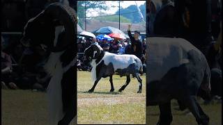 Domba Garut Belang Sapi Mewah