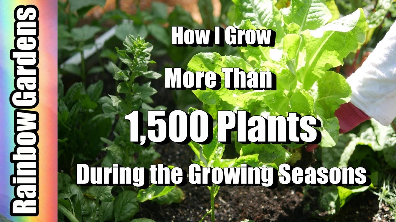 How I Grow Over 1 500 Vegetables Herb Plants From Seed During