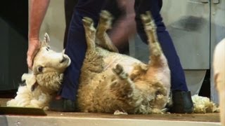Sheep shearing as Olympic sport?