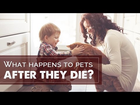 Spiritual - What happens to pets after they die