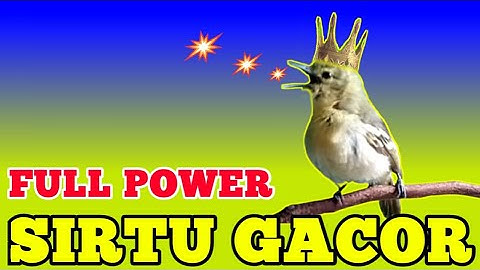 SIRTU/CIPOH GACOR BIKIN EMOSI SEMUA LAWAN!..COBA DAN BUKTIKAN!!#birds #wildlife #birdslover