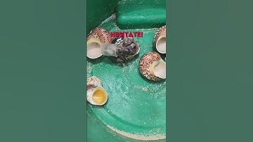 Hermit Crab gets a new House 😍