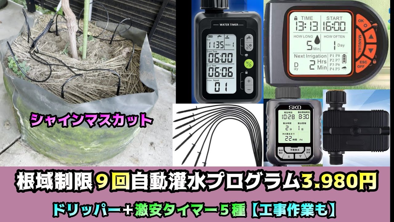 根域制限自動灌水タイマー５種！ドリッパー】工事方法＃ぶどう＃栽培＃シャインマスカット＃根域制限＃ぶどう＃ルートラップ＃灌水＃液肥＃ドリッパー＃葡萄＃鉢植え