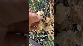 Results of Rooting Viburnum nudum from Stem Cuttings