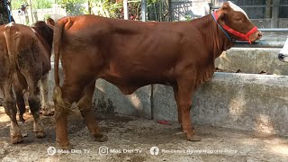 Latest Prices For Heifer Cow And Female Calf At Ambarketawang Cattle Market Jogja 