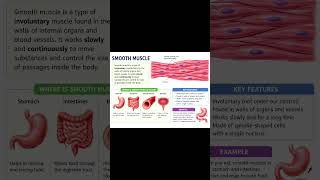 smooth muscle important#class9 #tissues in action # notes #study #easy