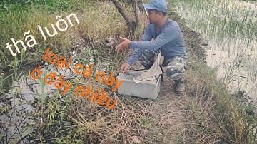 Cái Xứ Này Vào Mùa Nước Rút.Thì Cá Rô(Khủng khiếp).@tranchungcuchi