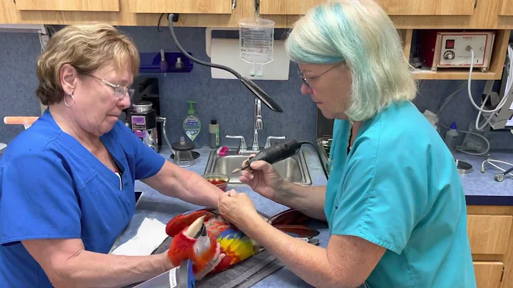 Dr. Susan Clubb and Rainforest Clinic for Birds