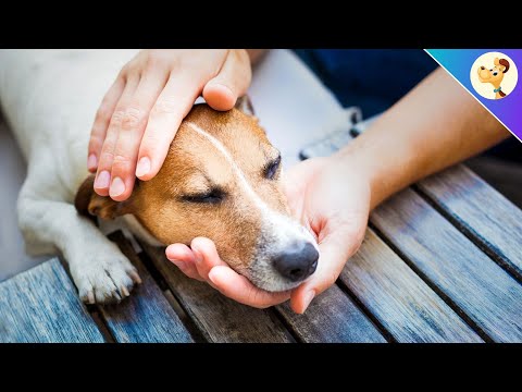 Video: Die Top 5 Anzeichen von Herzerkrankungen bei Hunden
