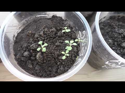 Как я вырастил арабис из семян