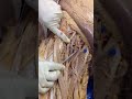 Femoral artery and branches dissection of cadaver human anatomy lab 1st mbbs