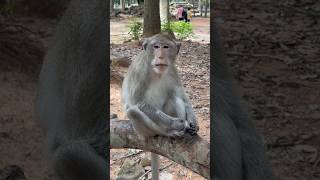 Beautiful monkey is today and smart #animals #cute #funny #plays #video