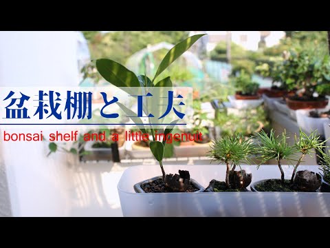 弌屋の盆栽棚とちょっとした工夫の紹介 - Ichiya's bonsai shelf and a
